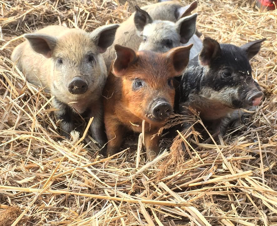 12583F1F-8087-41F0-AC0C-4F63AFA78F9D