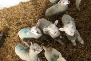 Lamb-Feeding-Putlake-Adventure-Farm-Swanage-Dorset-300x200