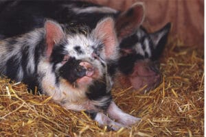 See-Livestock-Up-Close-Putlake-Adventure-Farm-Swanage-Dorset-300x200